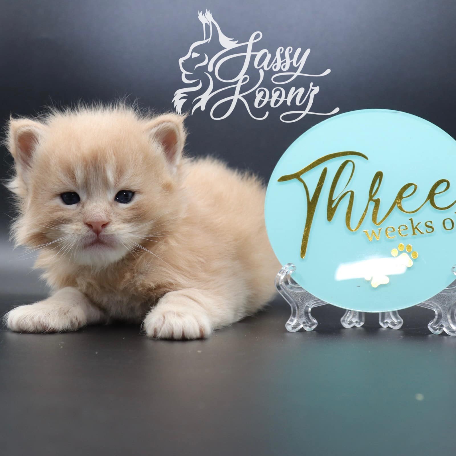 maine-coon-cats-for-sale-03-30 ⋆ Sassy Koonz Maine Coon Cattery maine coon cats for sale