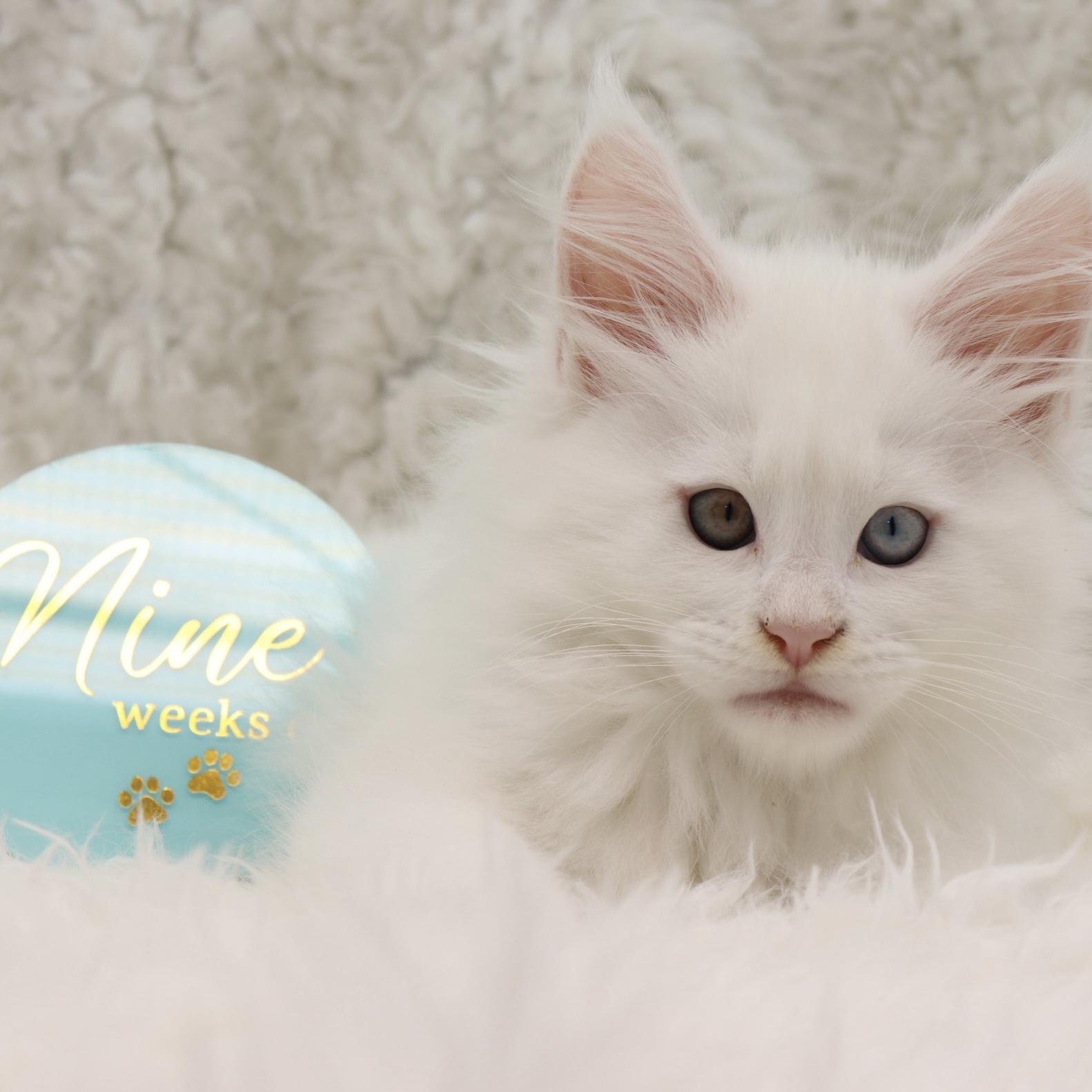 maine-coon-cats-for-sale ⋆ Sassy Koonz Maine Coon Cattery maine coon cats for sale