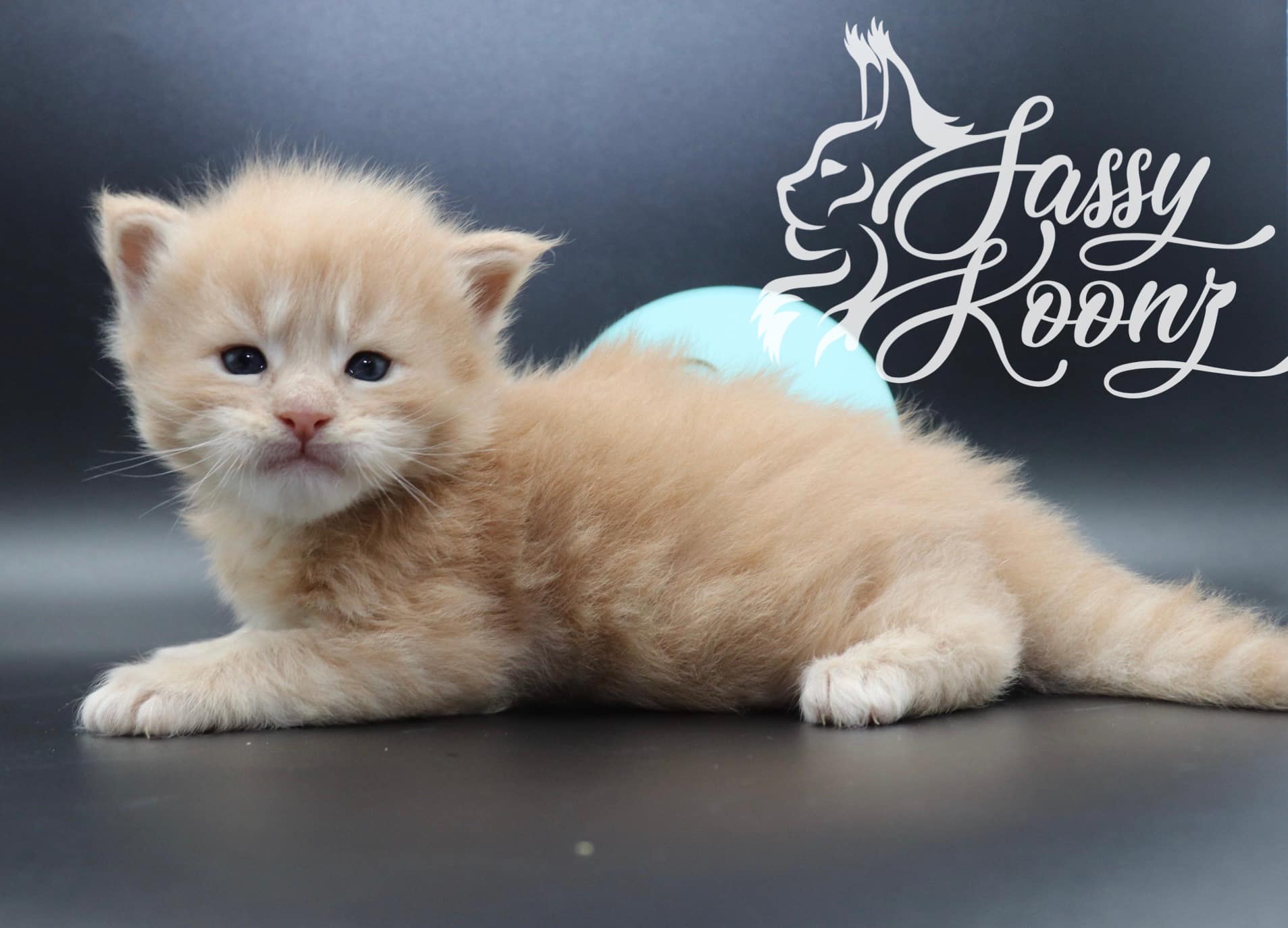 maine-coon-cats-for-sale ⋆ Sassy Koonz Maine Coon Cattery maine coon cats for sale