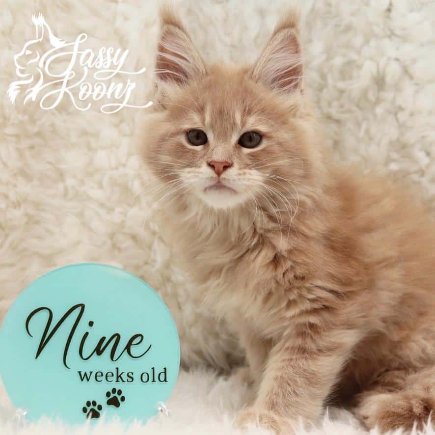 maine-coon-cats ⋆ Sassy Koonz Maine Coon Cattery maine coon cats