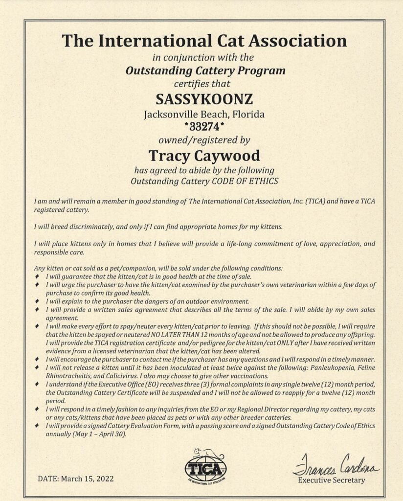 maine-coon-cattery-2022 ⋆ Sassy Koonz Maine Coon Cattery maine coon cattery