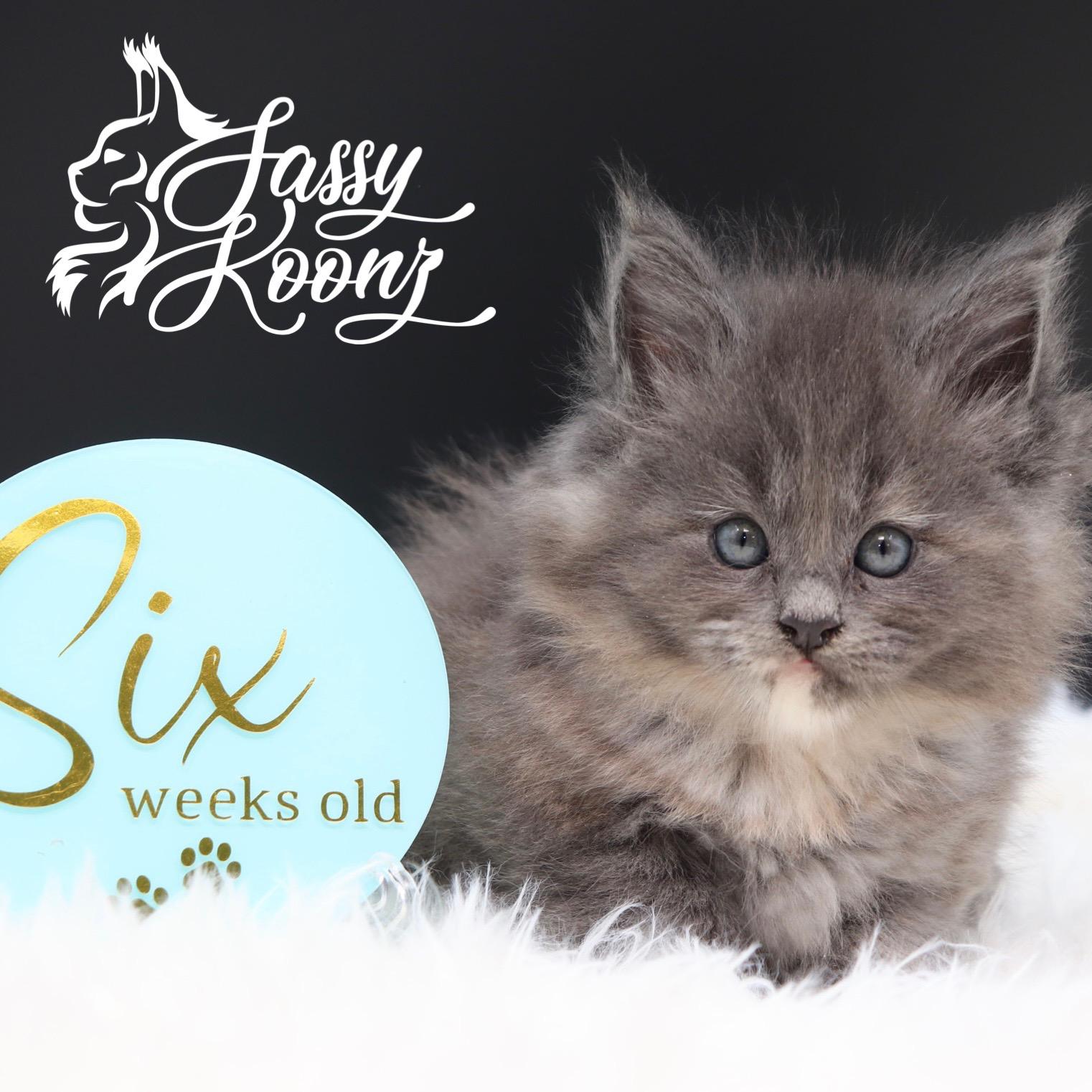 maine-coon-for-sale-04-25-01 ⋆ Sassy Koonz Maine Coon Cattery maine coon for sale