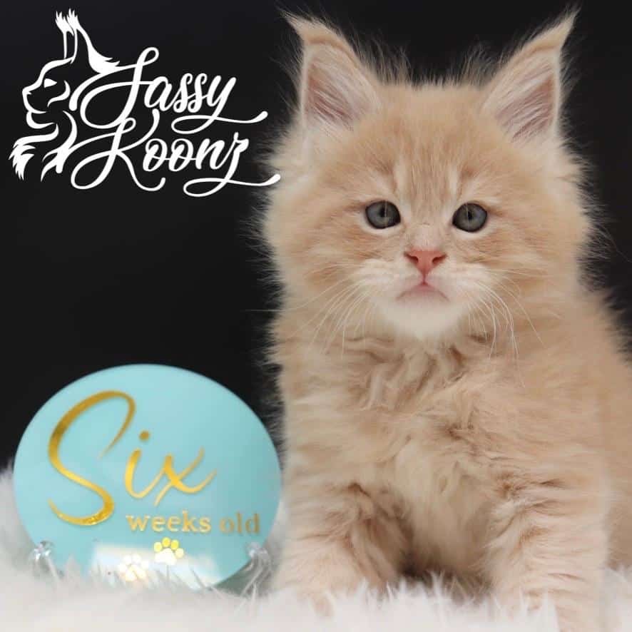 maine-coon-for-sale-04-25-03 ⋆ Sassy Koonz Maine Coon Cattery maine coon for sale