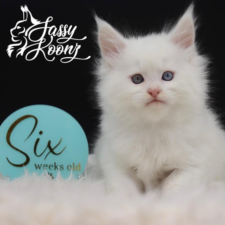 maine-coon-for-sale-04-25-04 ⋆ Sassy Koonz Maine Coon Cattery maine coon for sale