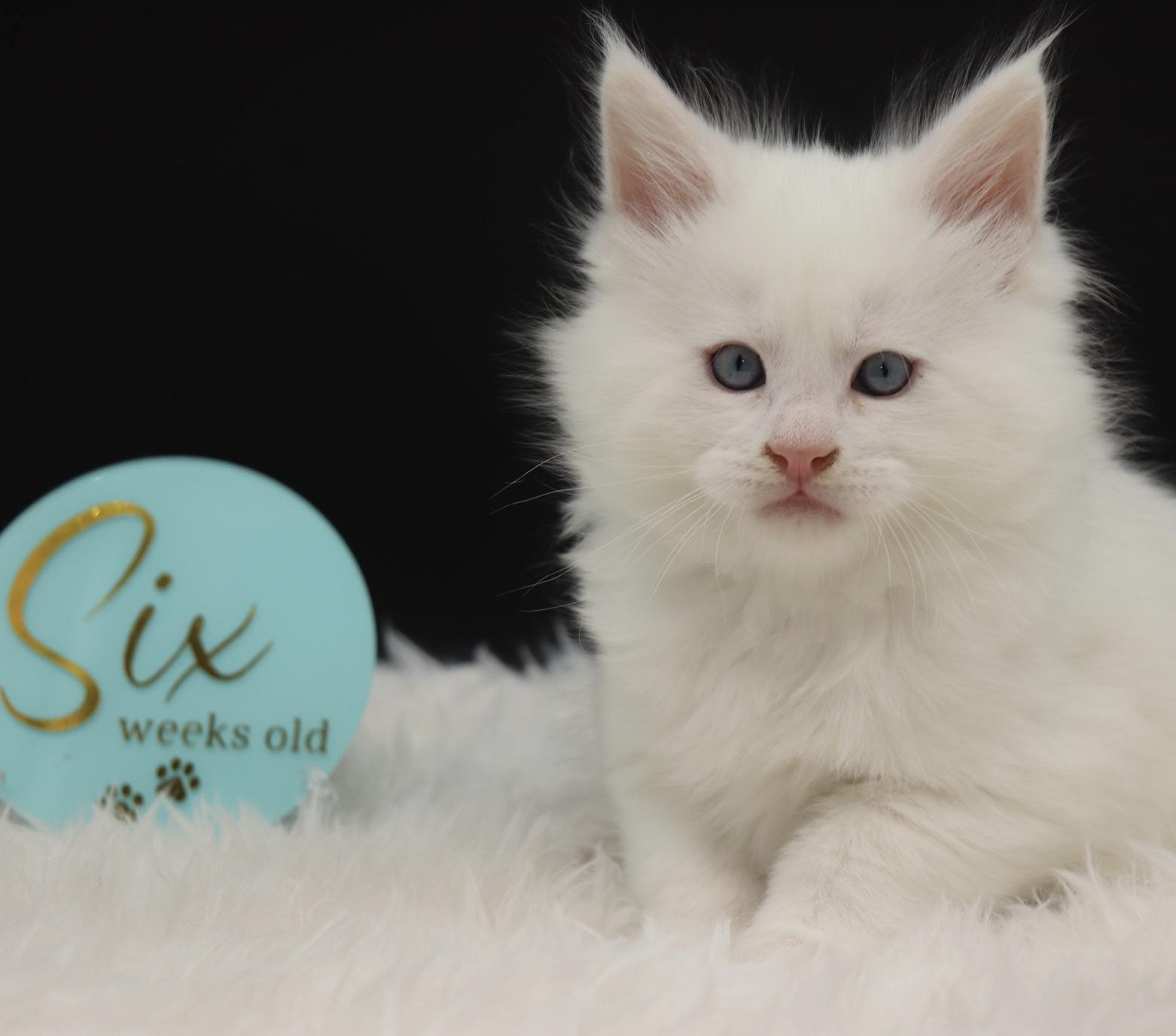 maine-coon-for-sale ⋆ Sassy Koonz Maine Coon Cattery maine coon for sale solid white bad ass blue eyes 6 weeks old