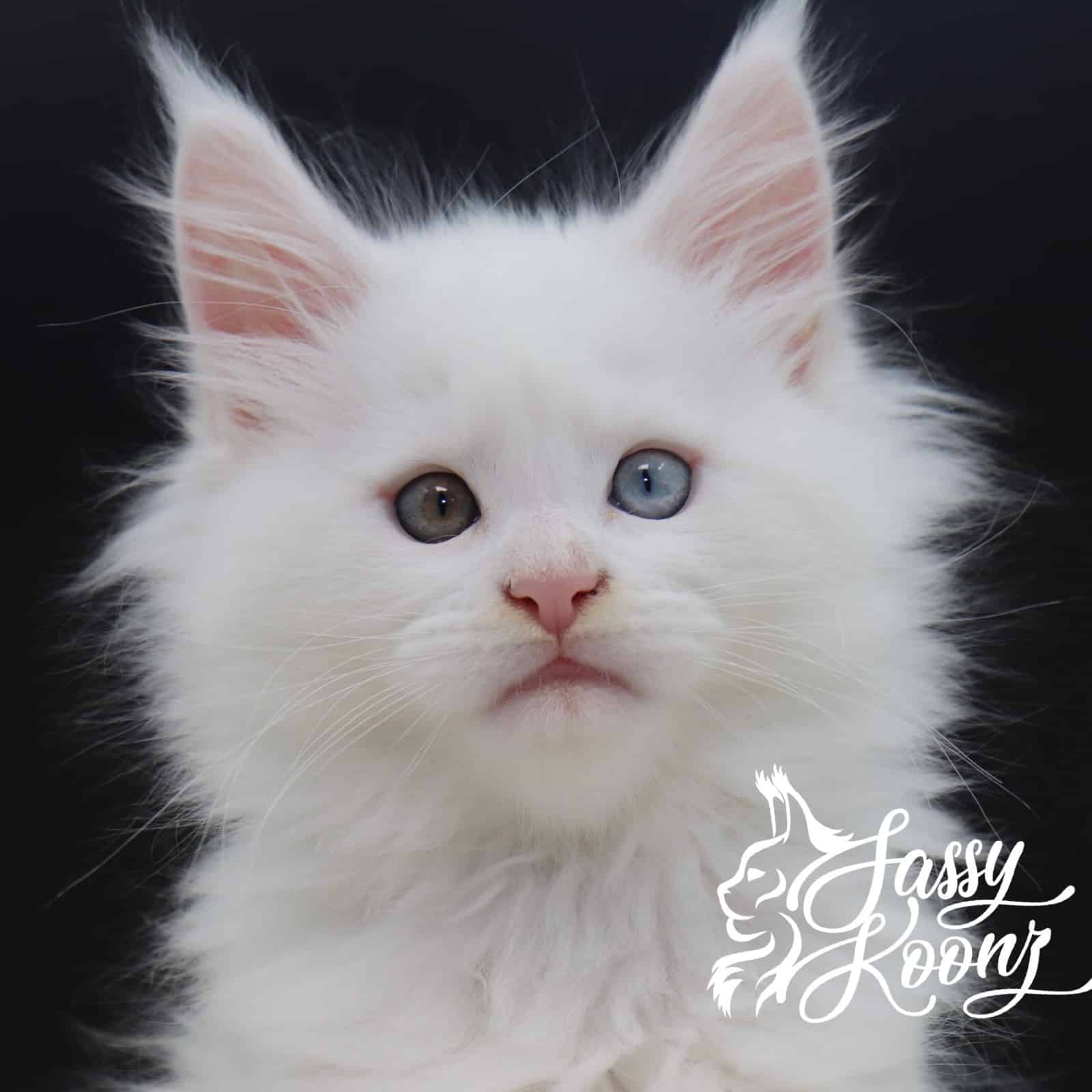 maine-coon-kitten-05-09-01 ⋆ Sassy Koonz Maine Coon Cattery maine coon kitten