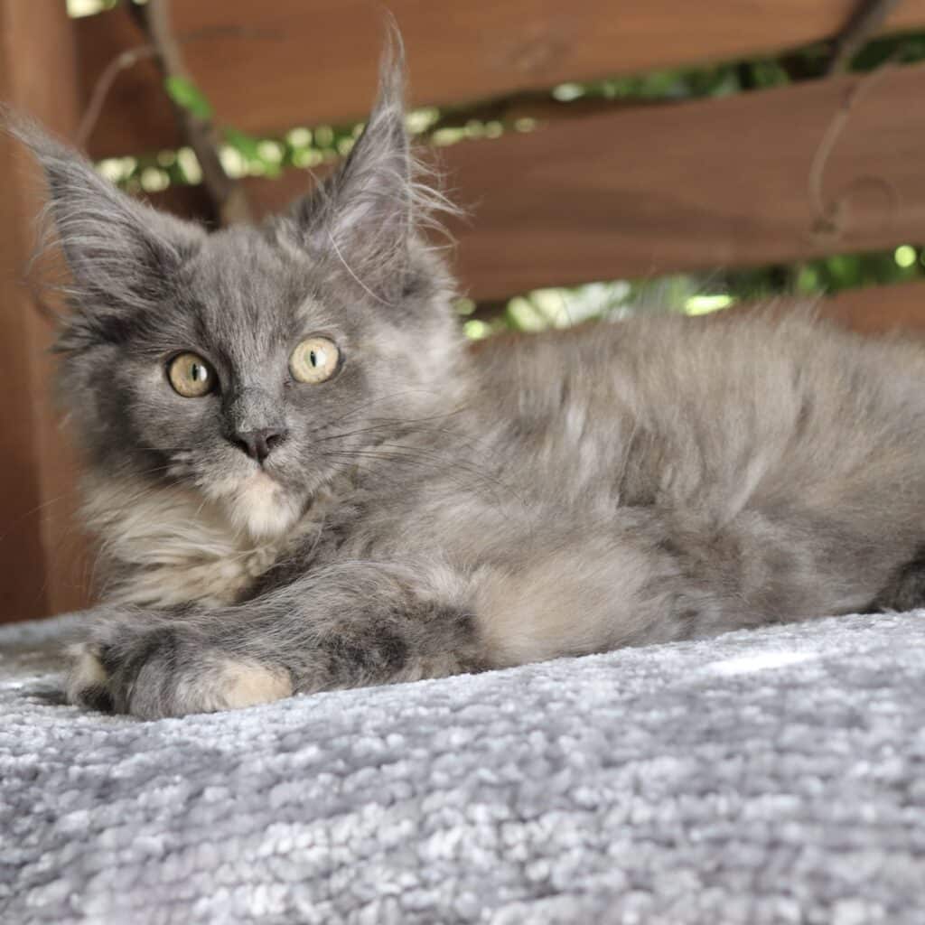 maine-coon-kitten-for-sale-06-29 ⋆ Sassy Koonz Maine Coon Cattery maine coon kitten blue smoke tortie about to travel in a plane