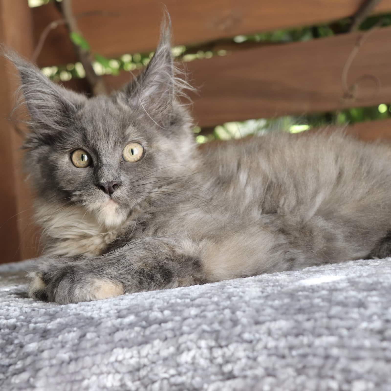 maine-coon-kitten-for-sale-06-29 ⋆ Sassy Koonz Maine Coon Cattery maine coon kitten for sale