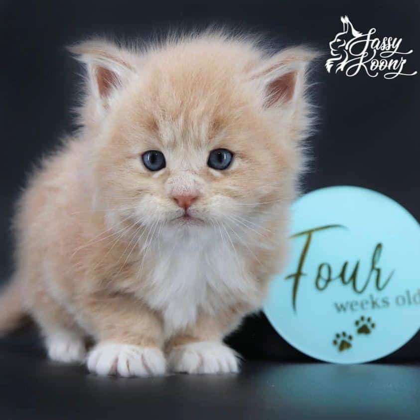 maine-coon-kittens-03-22-03 ⋆ Sassy Koonz Maine Coon Cattery maine coon kittens