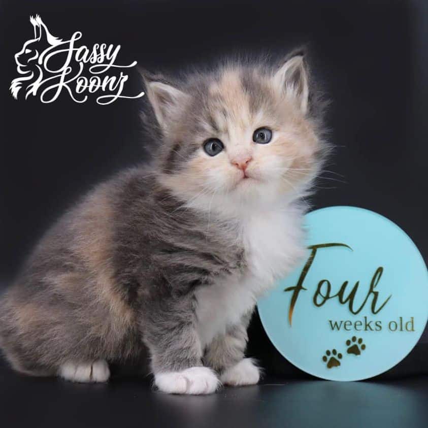 maine-coon-kittens-03-22-04 ⋆ Sassy Koonz Maine Coon Cattery maine coon kittens