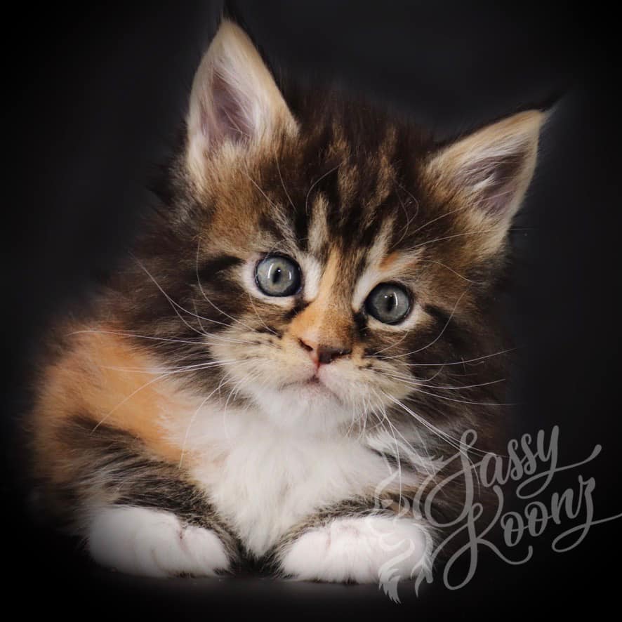 maine-coon-kittens-03-22-06 ⋆ Sassy Koonz Maine Coon Cattery maine coon kittens