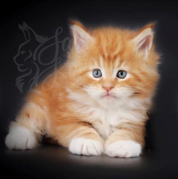 maine-coon-kittens-03-22-07-1 ⋆ Sassy Koonz Maine Coon Cattery maine coon kittens