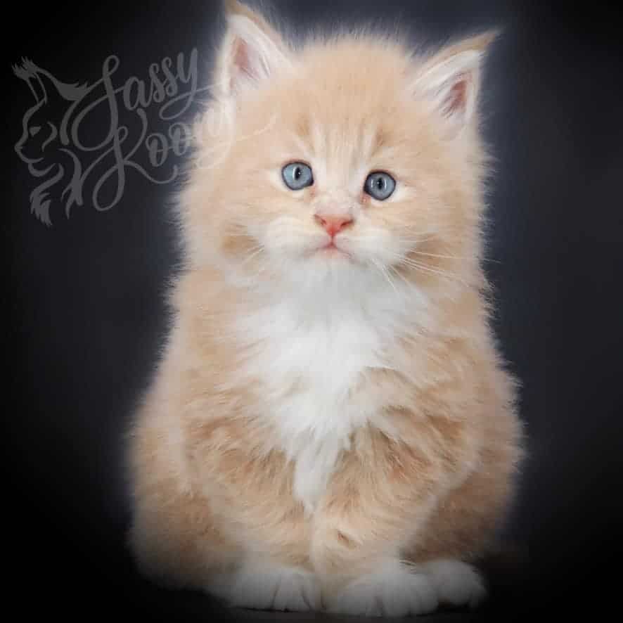 maine-coon-kittens-03-22-08 ⋆ Sassy Koonz Maine Coon Cattery maine coon kittens