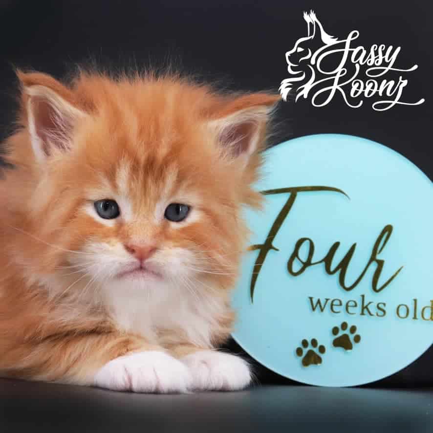 maine-coon-kittens-03-22-1 ⋆ Sassy Koonz Maine Coon Cattery maine coon kittens