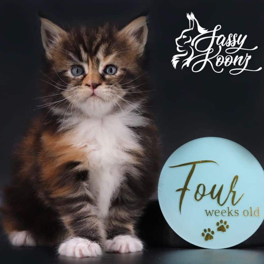maine-coon-kittens-03-22-2 ⋆ Sassy Koonz Maine Coon Cattery maine coon kittens