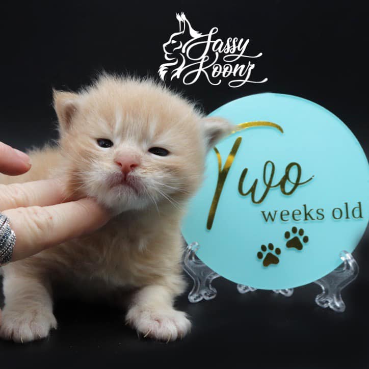 maine-coon-kittens-03-24-22-01 ⋆ Sassy Koonz Maine Coon Cattery maine coon kittens