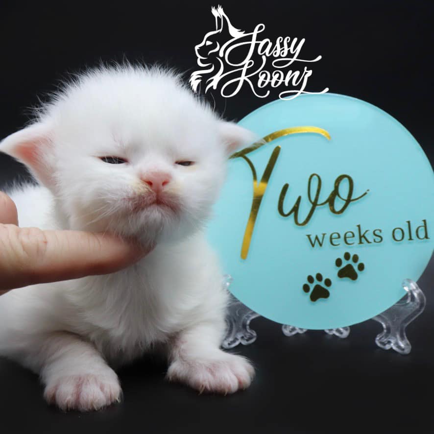 maine-coon-kittens-03-24-22-02 ⋆ Sassy Koonz Maine Coon Cattery maine coon kittens