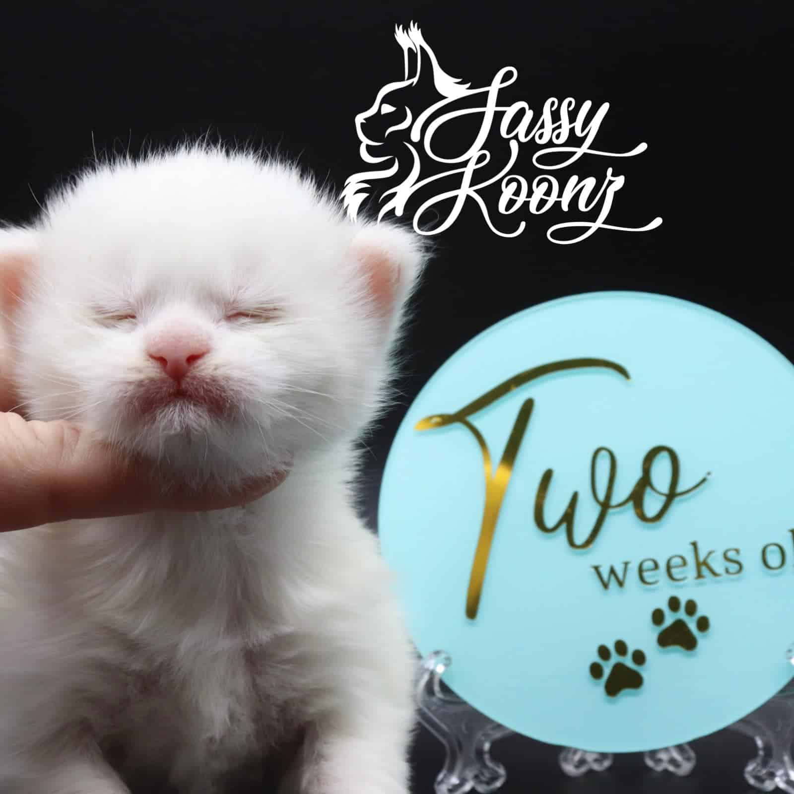 maine-coon-kittens-03-24-22-03. ⋆ Sassy Koonz Maine Coon Cattery maine coon kitten baby white