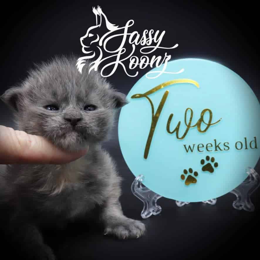 maine-coon-kittens-03-24-22-04. ⋆ Sassy Koonz Maine Coon Cattery maine coon kittens
