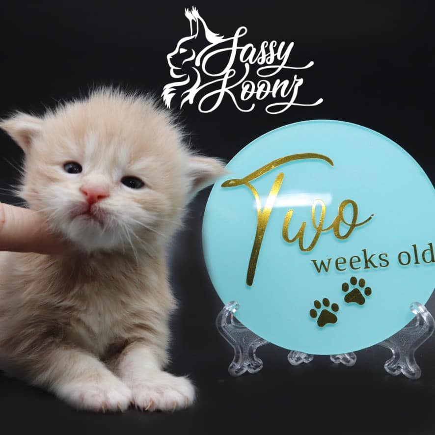 maine-coon-kittens-03-24-22 ⋆ Sassy Koonz Maine Coon Cattery maine coon kittens