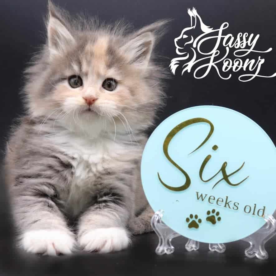 maine-coon-kittens-03-25-22-01 ⋆ Sassy Koonz Maine Coon Cattery maine coon kittens