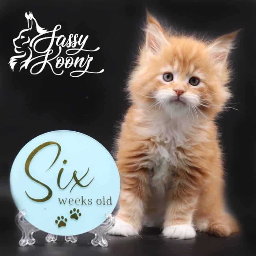 maine-coon-kittens-03-25-22-02 ⋆ Sassy Koonz Maine Coon Cattery maine coon kittens