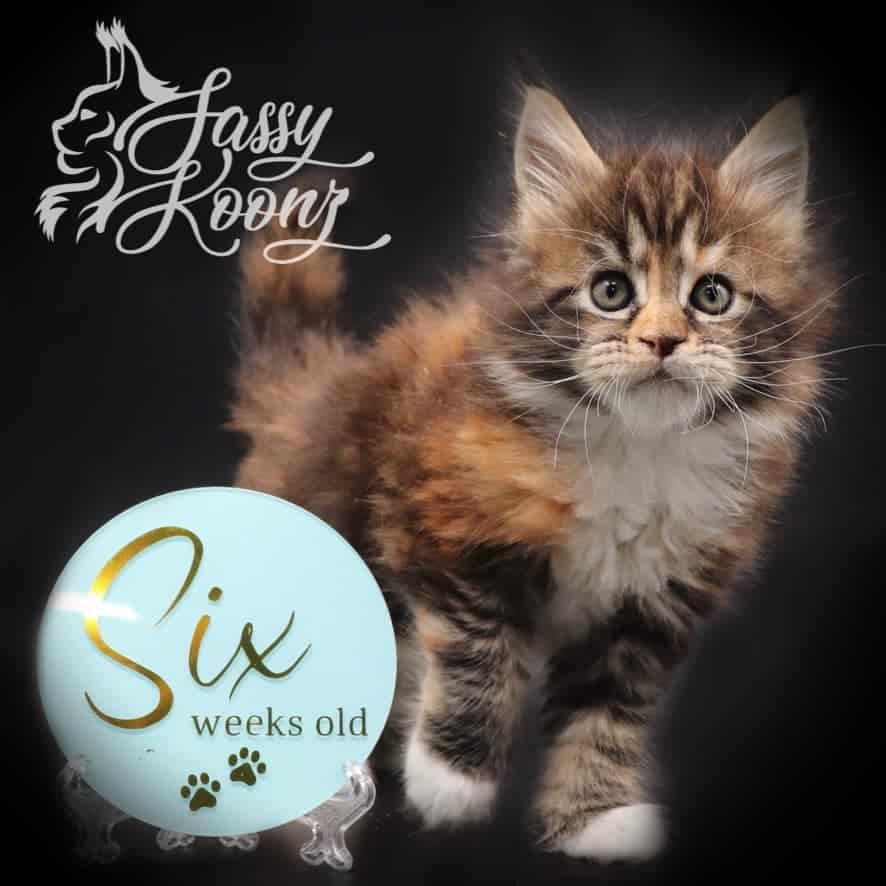 maine-coon-kittens-03-25-22-03 ⋆ Sassy Koonz Maine Coon Cattery maine coon kittens