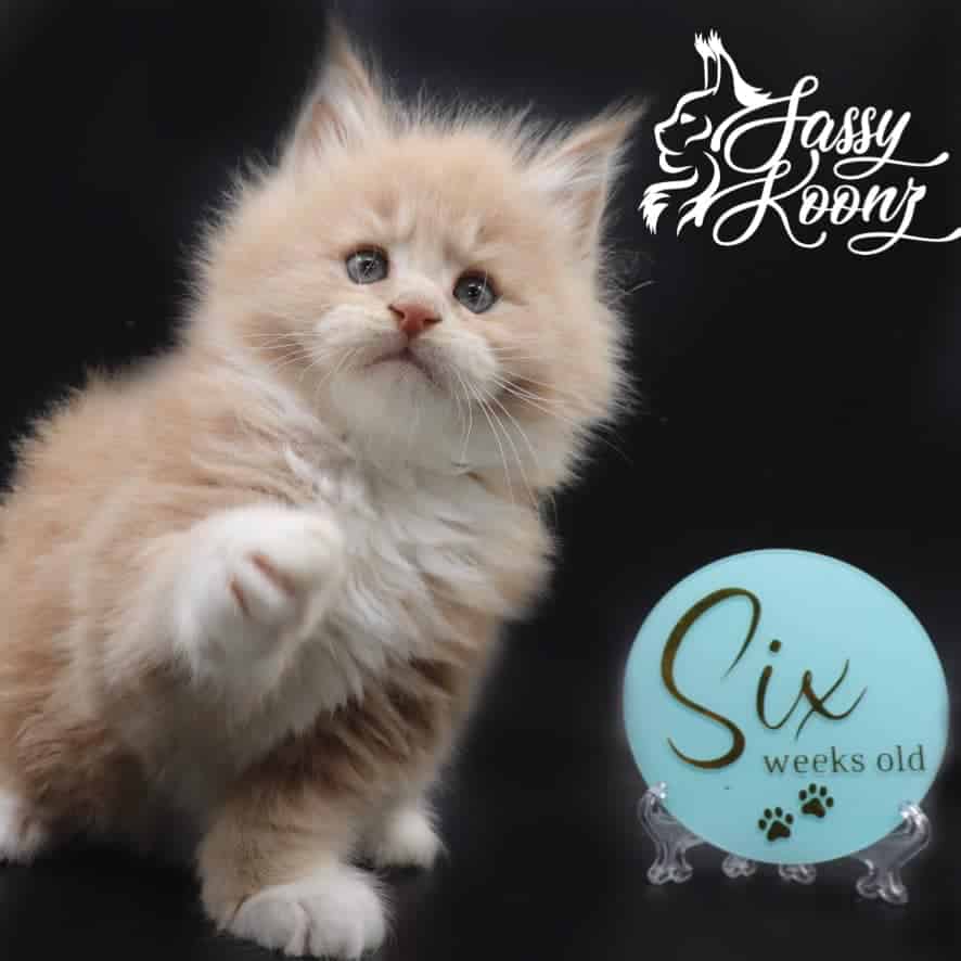 maine-coon-kittens-03-25-22 ⋆ Sassy Koonz Maine Coon Cattery maine coon kittens