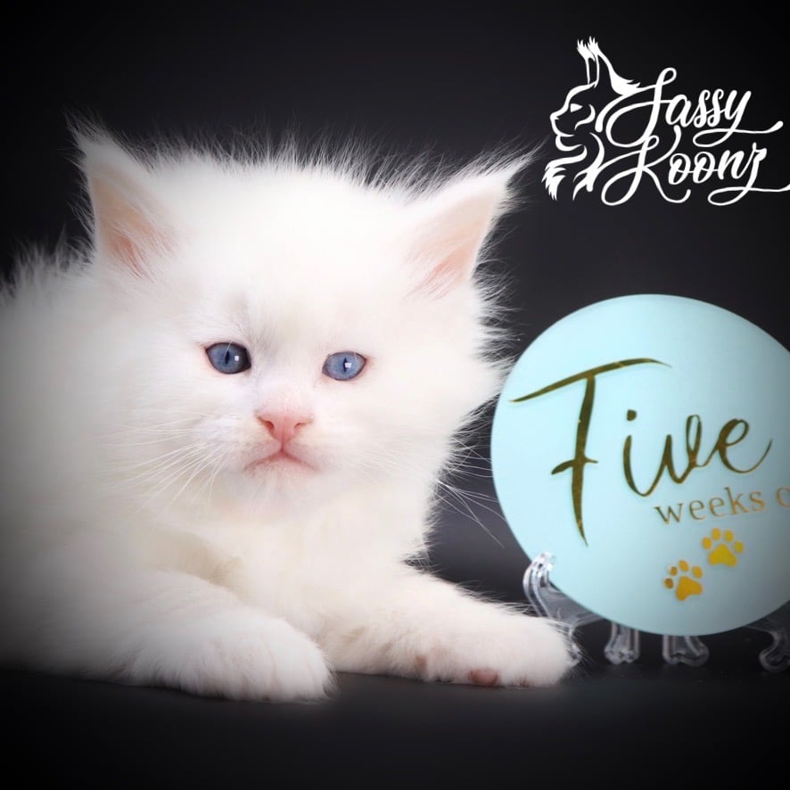 maine-coon-kittens-04-19-01 ⋆ Sassy Koonz Maine Coon Cattery maine coon kitten for sale white blue eyes bad ass