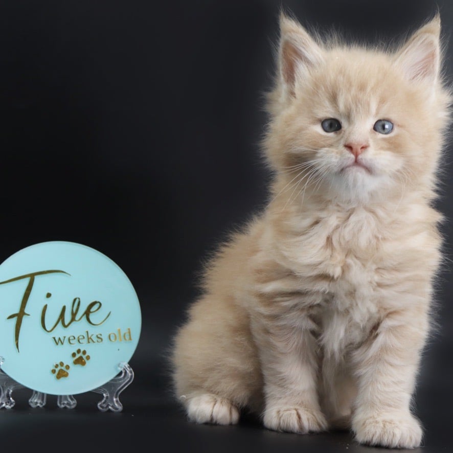 maine-coon-kittens-04-19-02 ⋆ Sassy Koonz Maine Coon Cattery maine coon kittens