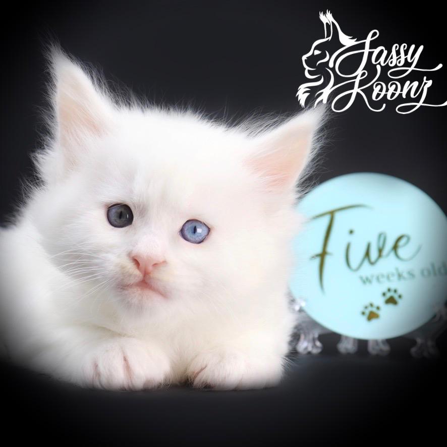 maine-coon-kittens-04-19 ⋆ Sassy Koonz Maine Coon Cattery maine coon kittens