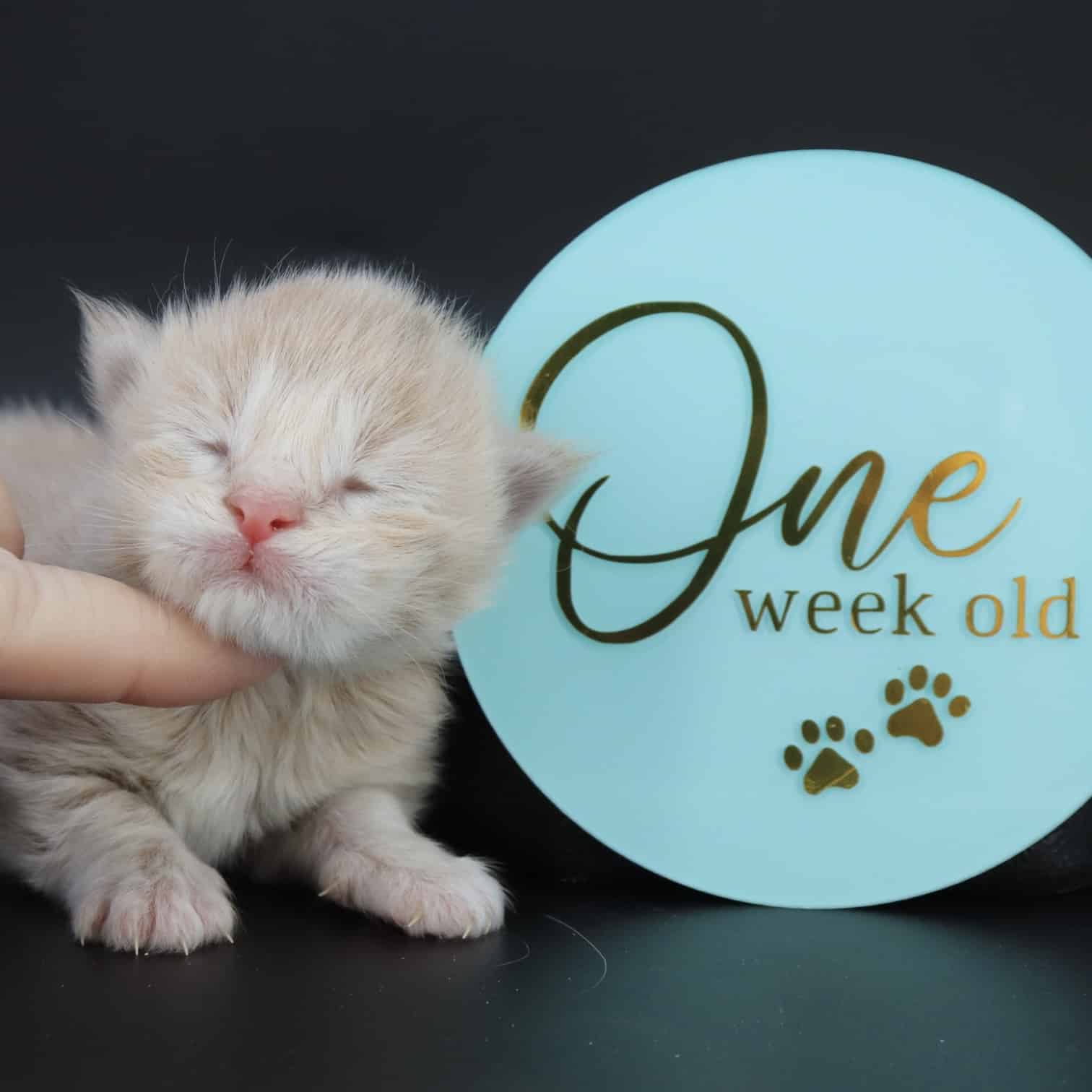 maine-coon-kittens-for-sale-03-20-22-01 ⋆ Sassy Koonz Maine Coon Cattery maine coon kittens for sale