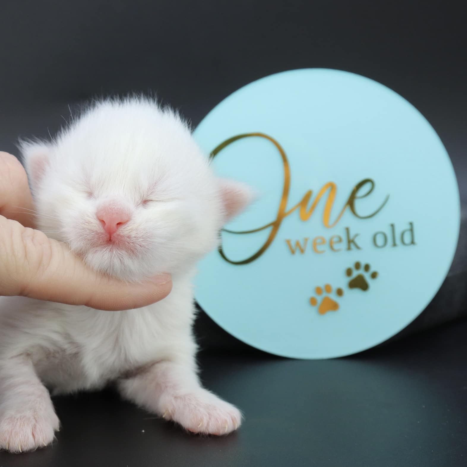 maine-coon-kittens-for-sale-03-20-22-02 ⋆ Sassy Koonz Maine Coon Cattery maine coon kittens for sale