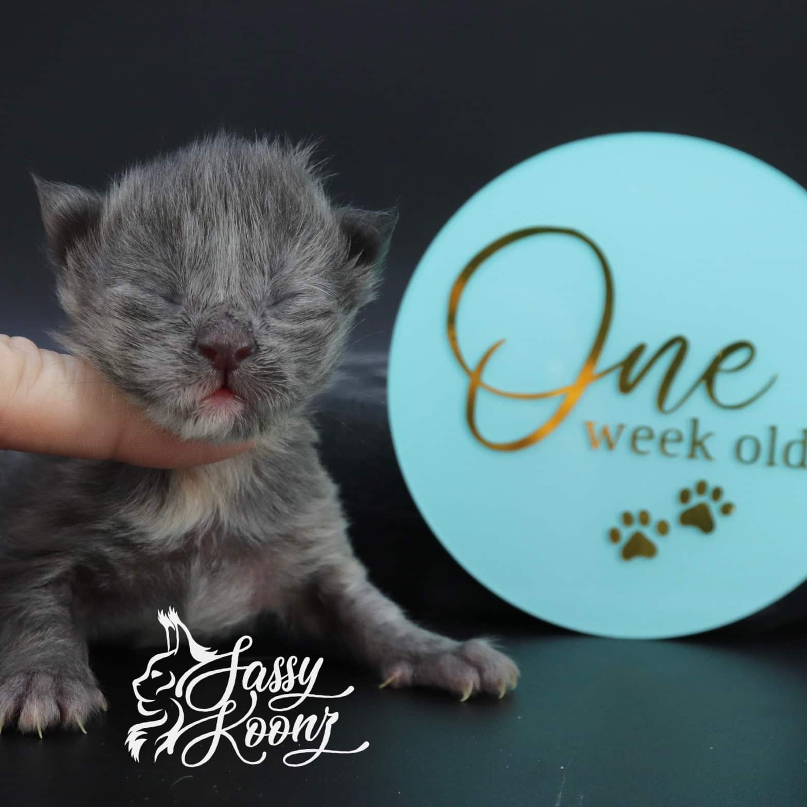 maine-coon-kittens-for-sale-03-20-22-03 ⋆ Sassy Koonz Maine Coon Cattery maine coon kittens for sale