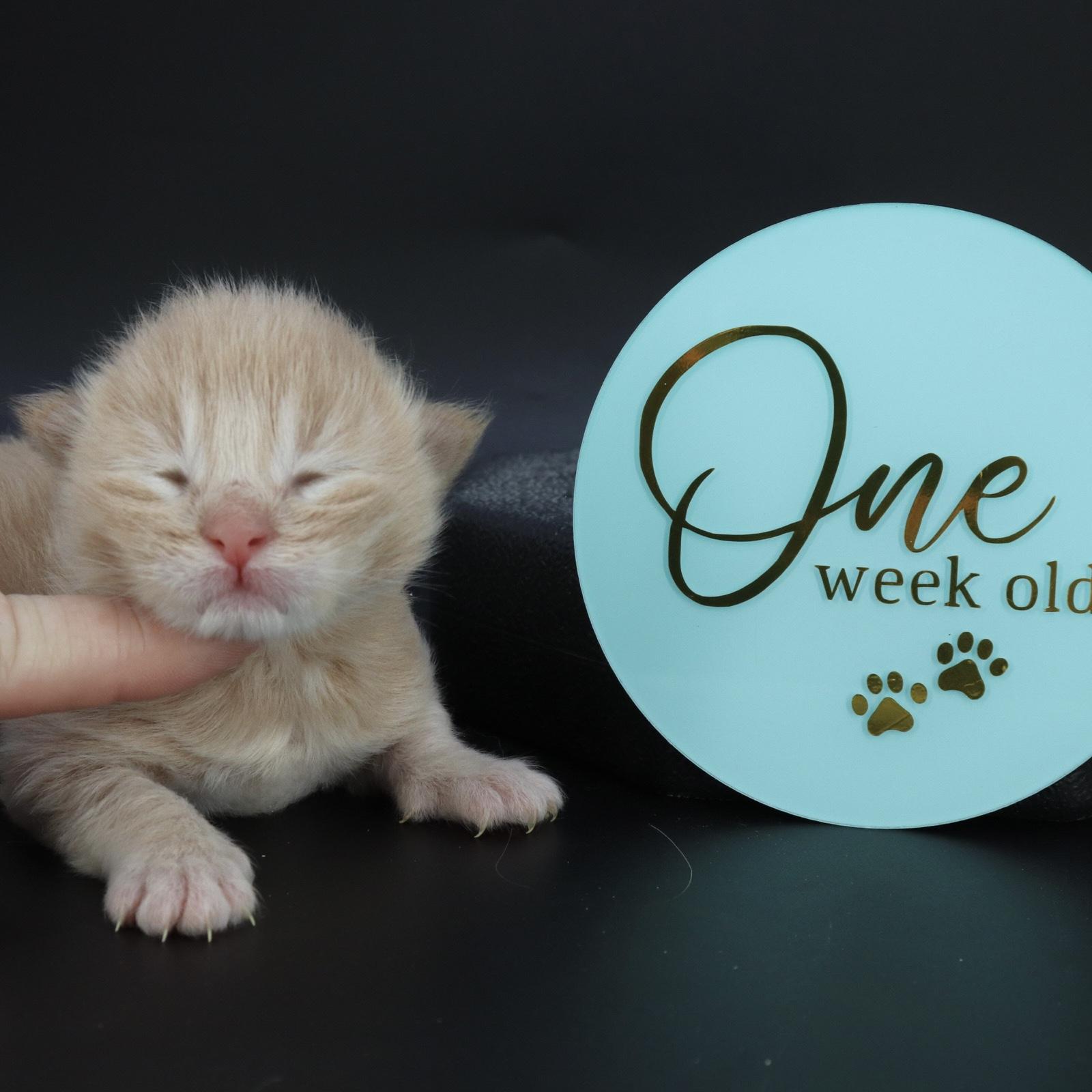 maine-coon-kittens-for-sale-03-20-22 ⋆ Sassy Koonz Maine Coon Cattery maine coon kittens for sale