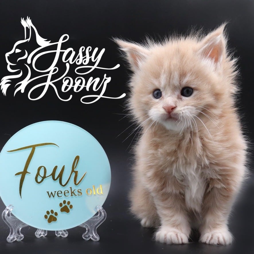 maine-coon-kittens-for-sale-04-08-05 ⋆ Sassy Koonz Maine Coon Cattery maine coon kittens for sale