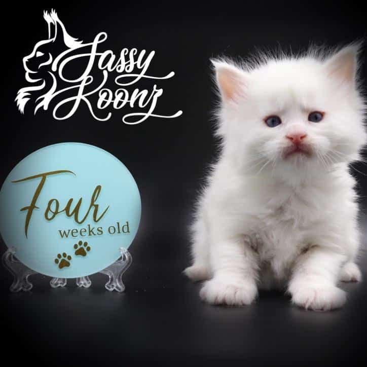 maine-coon-kittens-for-sale-04-08-06 ⋆ Sassy Koonz Maine Coon Cattery maine coon kittens for sale all white