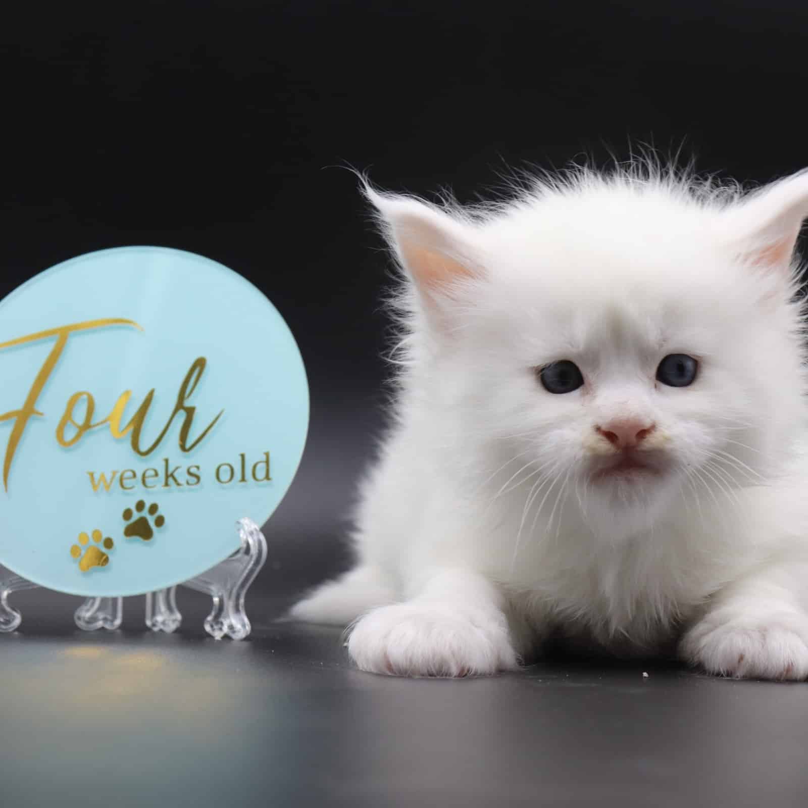 maine-coon-kittens-for-sale-04-08 ⋆ Sassy Koonz Maine Coon Cattery maine coon kittens for sale