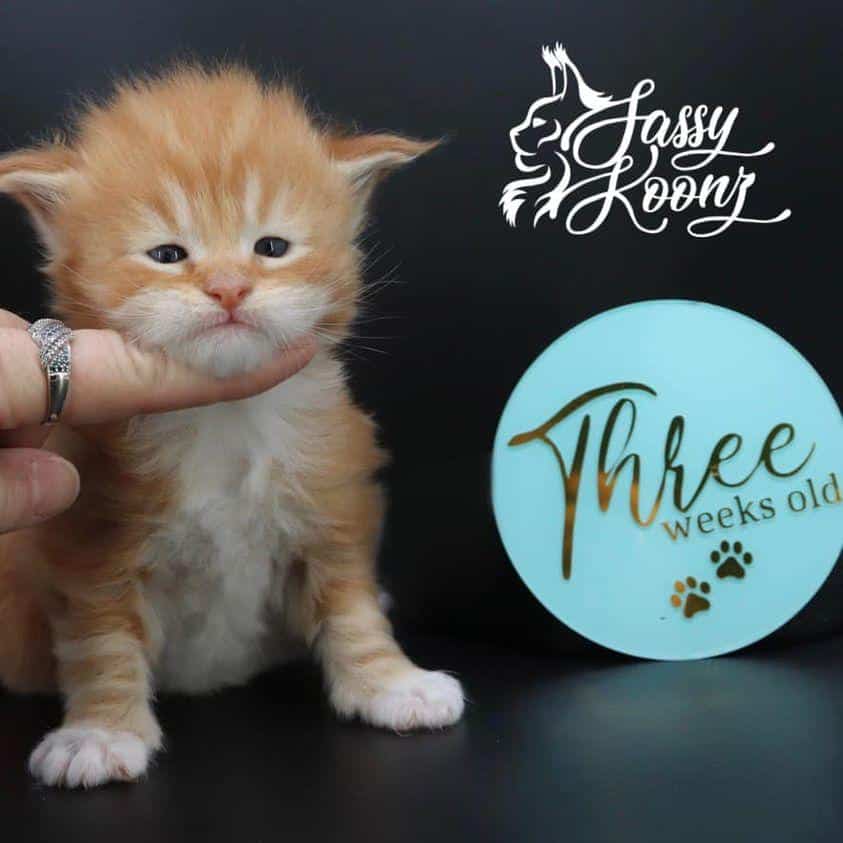 Little Red Corvette ⋆ Sassy Koonz Maine Coon Cattery maine coon kittens