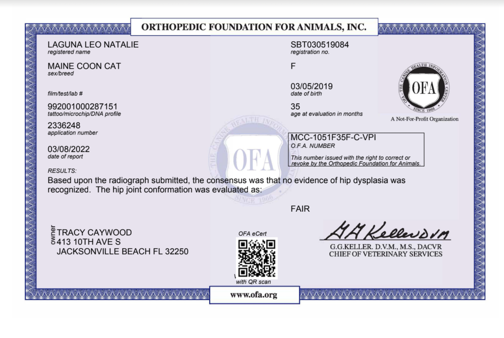 natalie-hip ⋆ Sassy Koonz Maine Coon Cattery maine coon