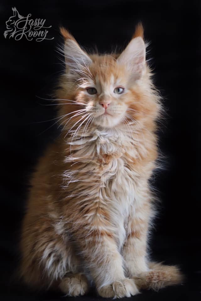orange-maine-coon-cat ⋆ Sassy Koonz Maine Coon Cattery orange maine coon kitten adorable long ear tufts