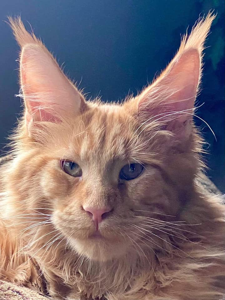 orange-maine-coon ⋆ Sassy Koonz Maine Coon Cattery orange maine coon with furry ears syd