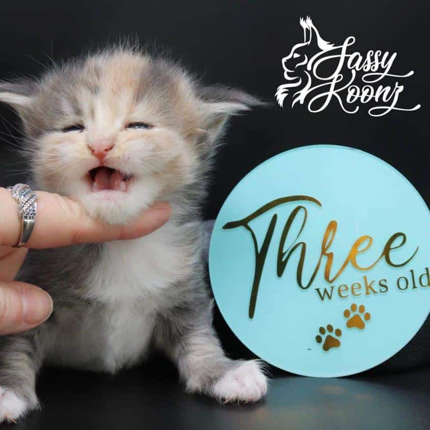 Paisley- 3 Weeks old ⋆ Sassy Koonz Maine Coon Cattery maine coon kittens