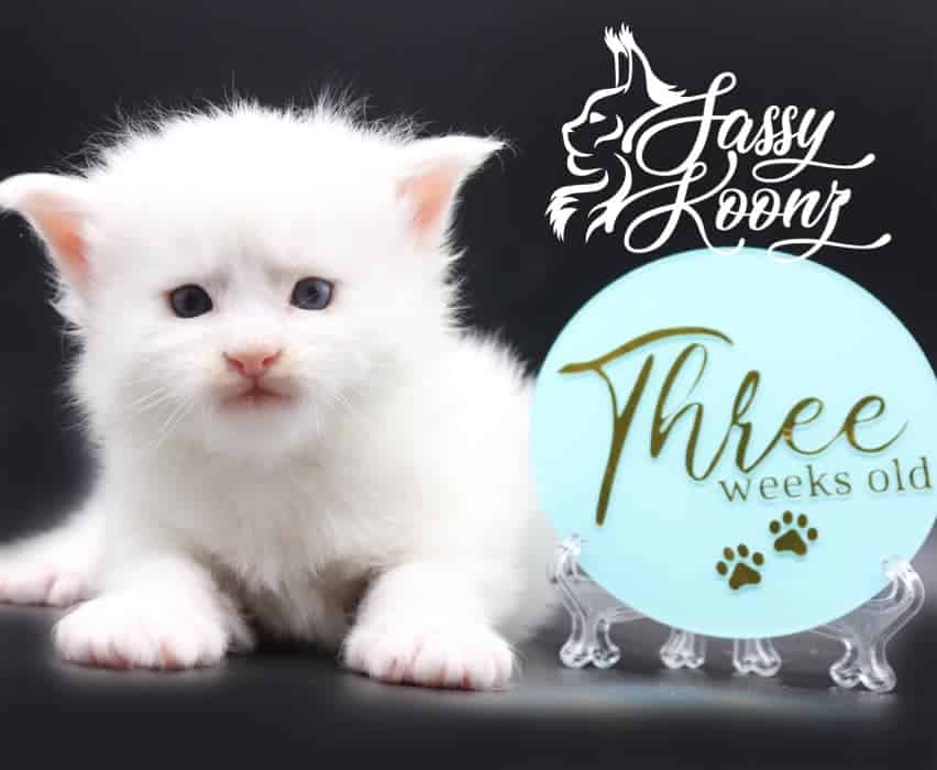 picutres-of-white-maine-coon-cats ⋆ Sassy Koonz Maine Coon Cattery pictures of white maine coon cats