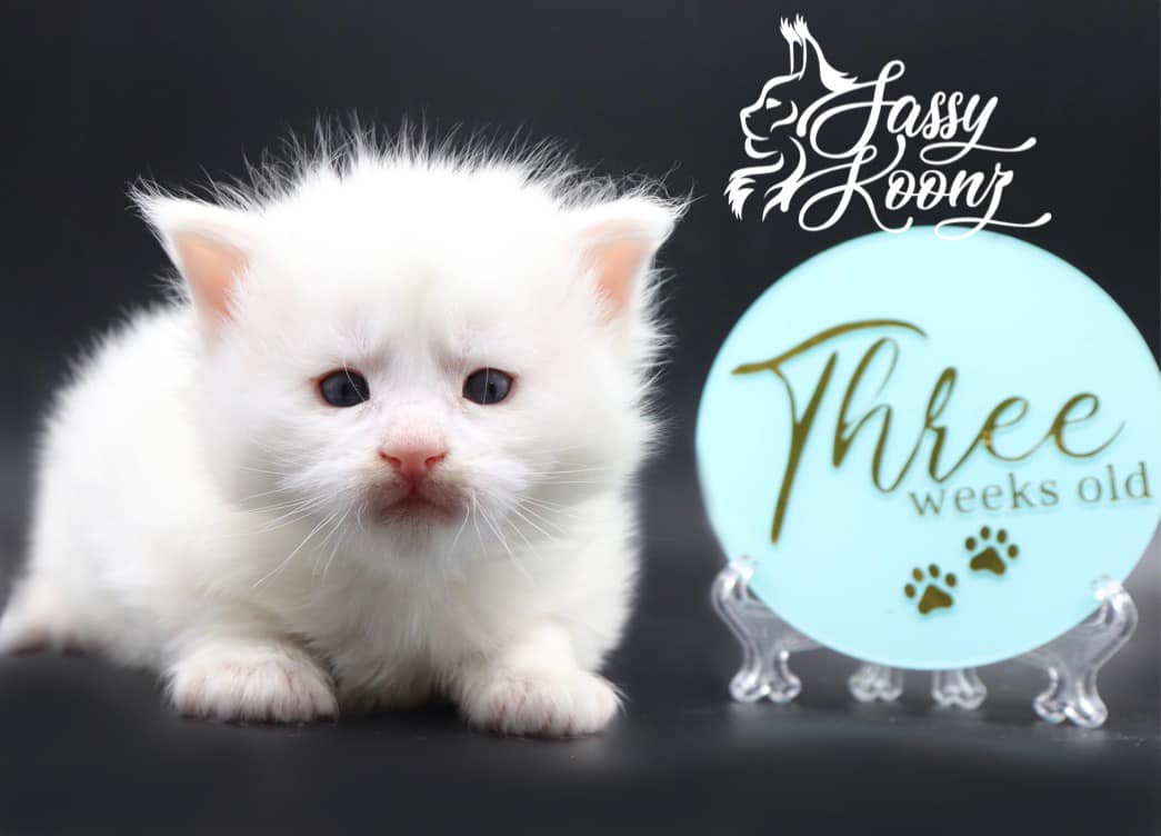 white-maine-coon-kitten ⋆ Sassy Koonz Maine Coon Cattery white maine coon kitten american bad ass
