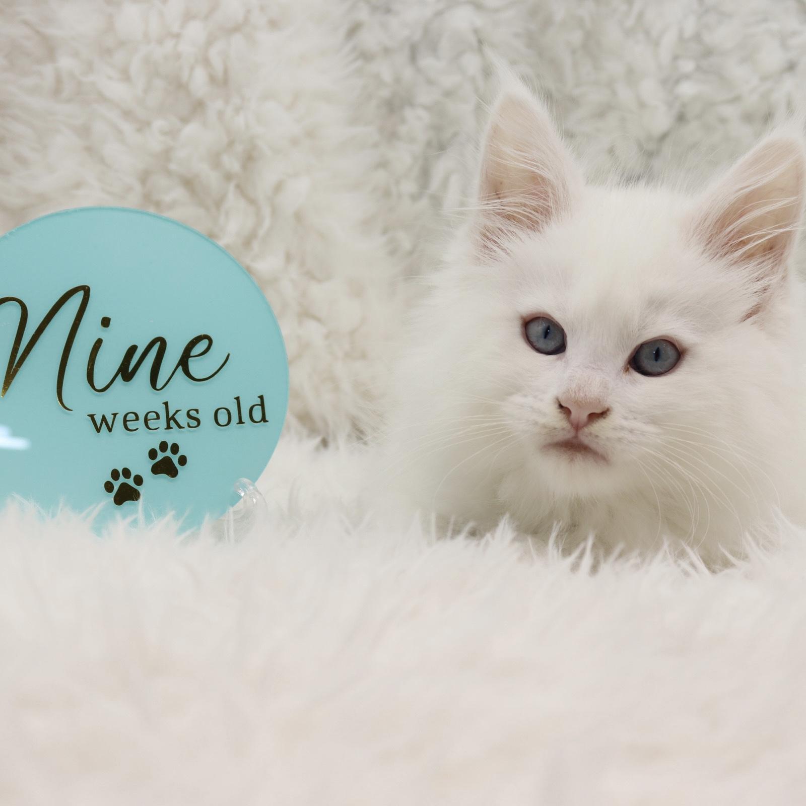 white-maine-coon-kittens-for-sale ⋆ Sassy Koonz Maine Coon Cattery white maine coon kittens for sale 9 weeks old gorgeous big kiten