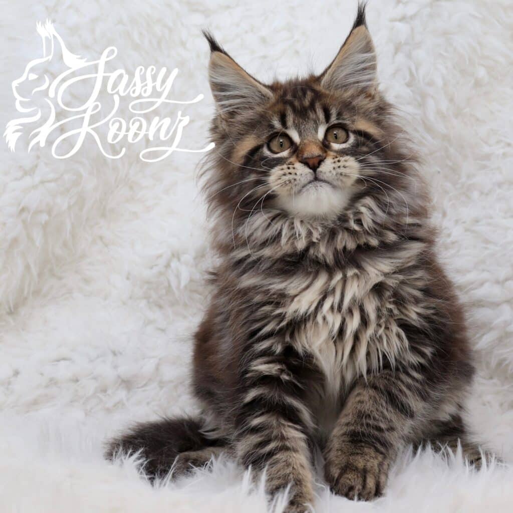 black classic tabby maine coon kitten girl with copper eyes