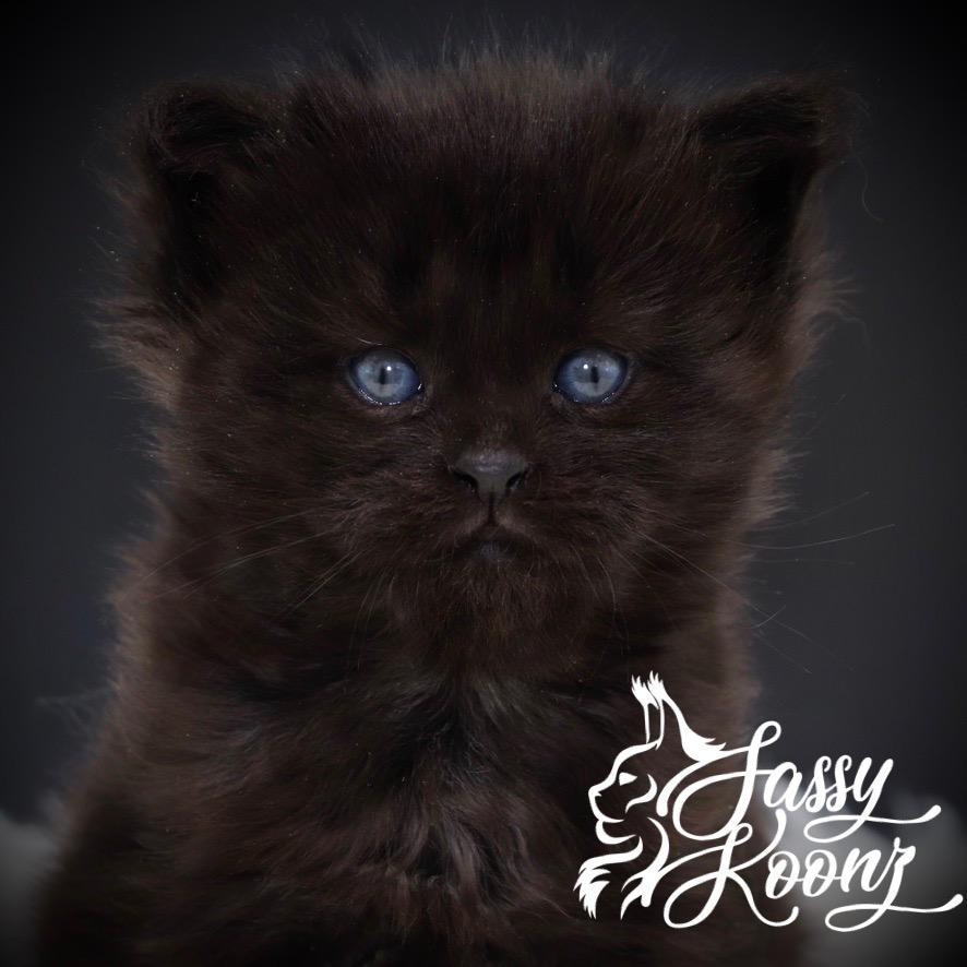 black-maine-coon-kittens-04-27 ⋆ Sassy Koonz Maine Coon Cattery Headshot of beefy black Maine coon kitten