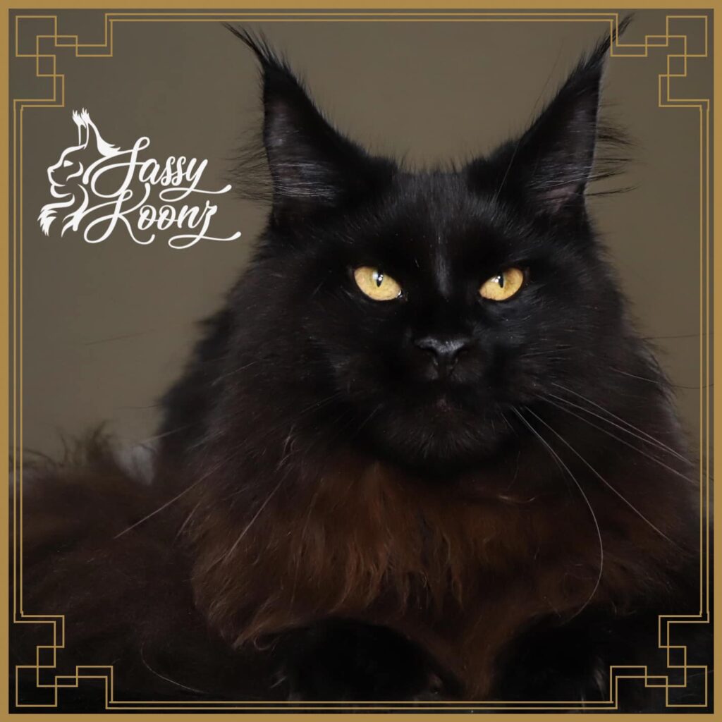 black-maine-coon-swan-future-queen ⋆ Sassy Koonz Maine Coon Cattery black maine coon with copper eyes swan