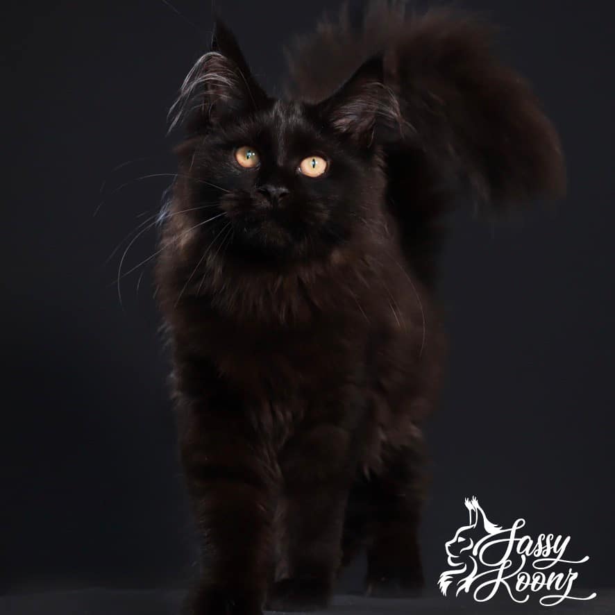 black-maine-coon ⋆ Sassy Koonz Maine Coon Cattery Black Maine coon with bushy tail copper eyes